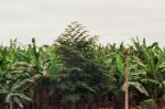    plantacja bananw      