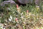    Indian Paintbrush   