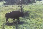    pierwszy bizon   