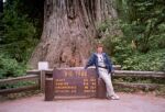    Redwood - Big Tree   