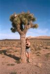    Joshua Tree   